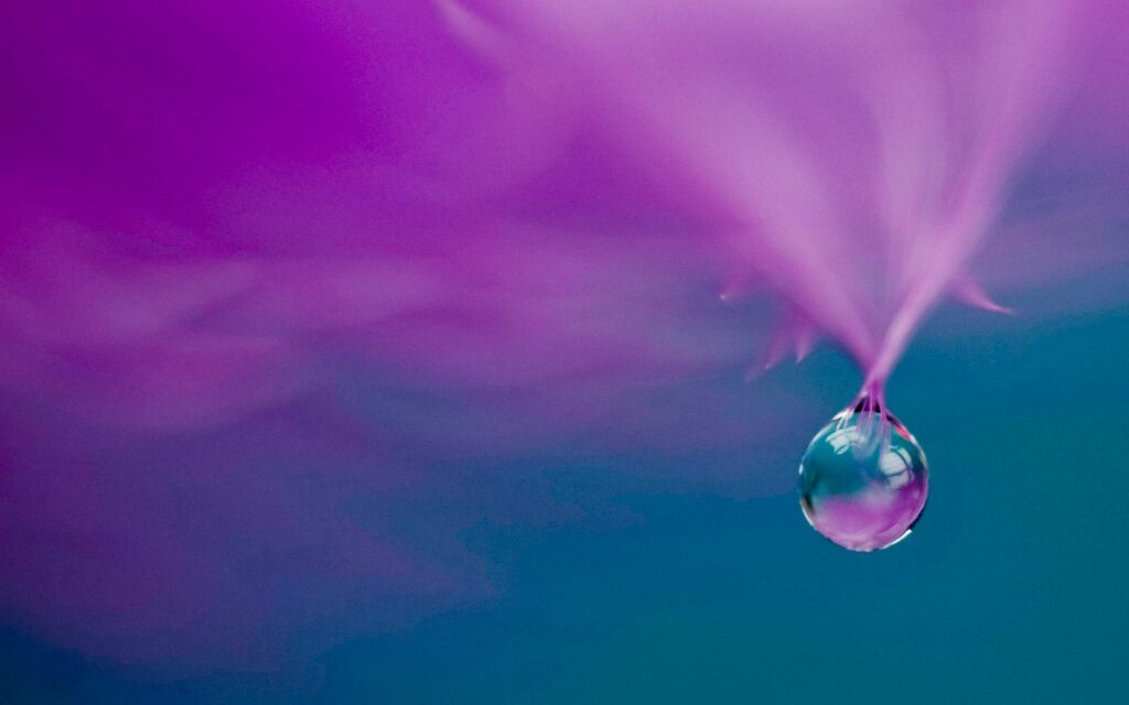Mesmerizing Wallpaper: Delicate Droplet with Magenta Petal Glow