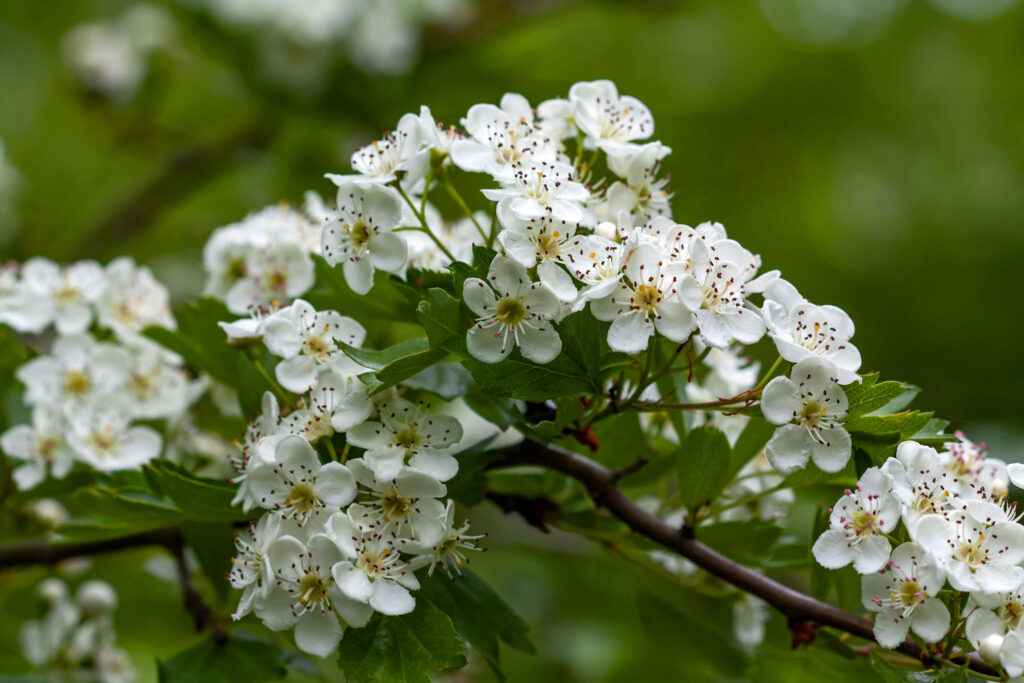 Mesmerizing White Flower Tree Wallpaper on Lush Green Background