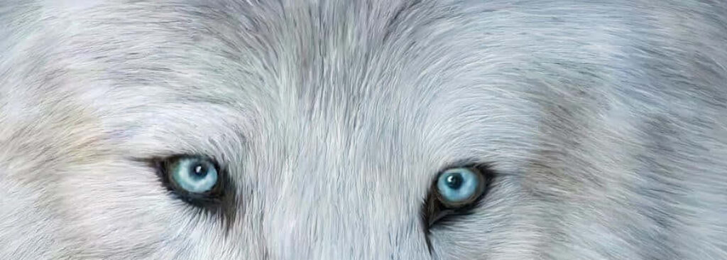 Captivating Wolf Eyes Wallpaper: Intensity & Mystery on Fur Background