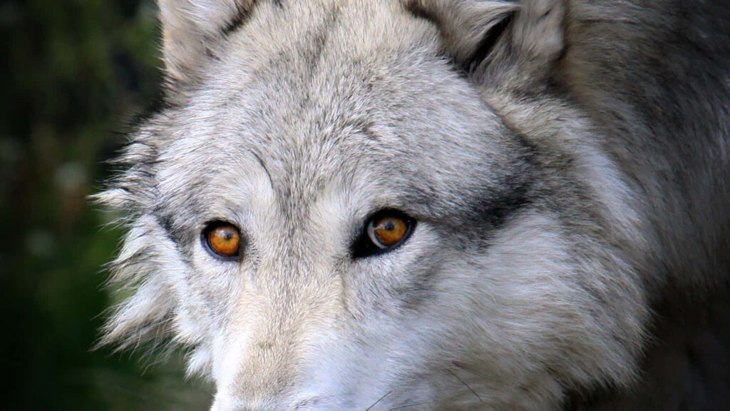 Close-Up Wolf Wallpaper: Striking Amber Eyes & Thick Fur Background