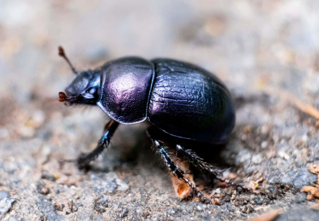 Close-up of glossy metallic blue dung beetle with detailed textures on natural blurred background Wallpaper