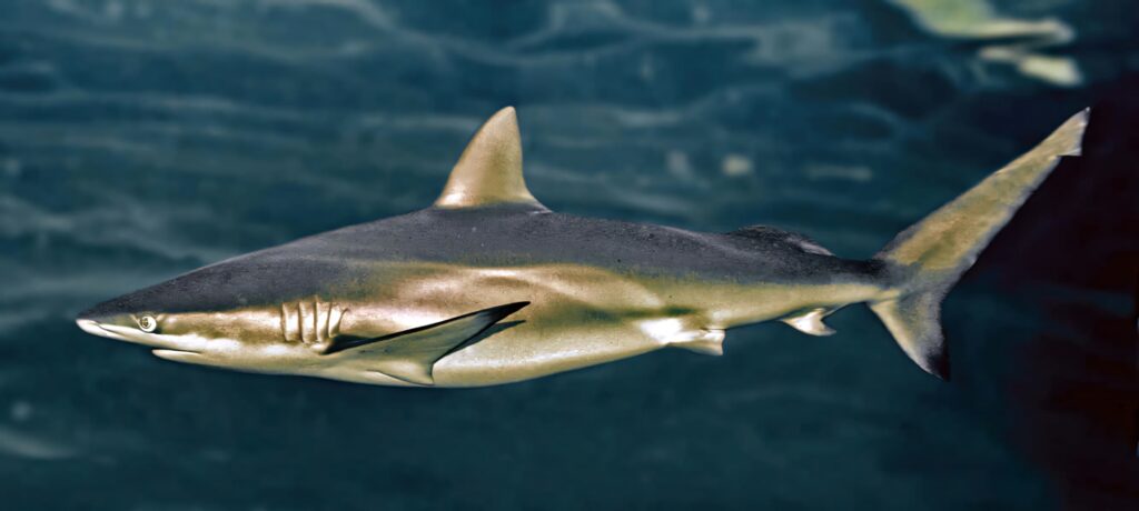 Copper shark gliding underwater with metallic bronze hues in deep blue ocean wallpaper background