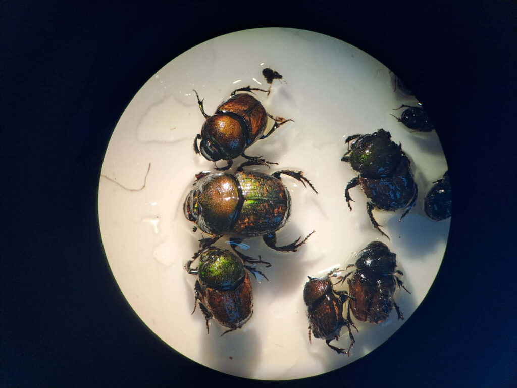 Close-up of metallic dung beetles with detailed textures on illuminated circular natural background Wallpaper