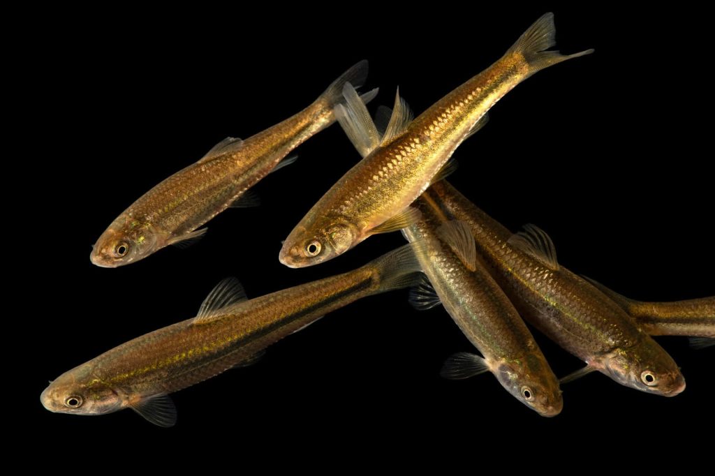 Macro photo of shimmering Fathead Minnows swimming on black background for desktop wallpaper