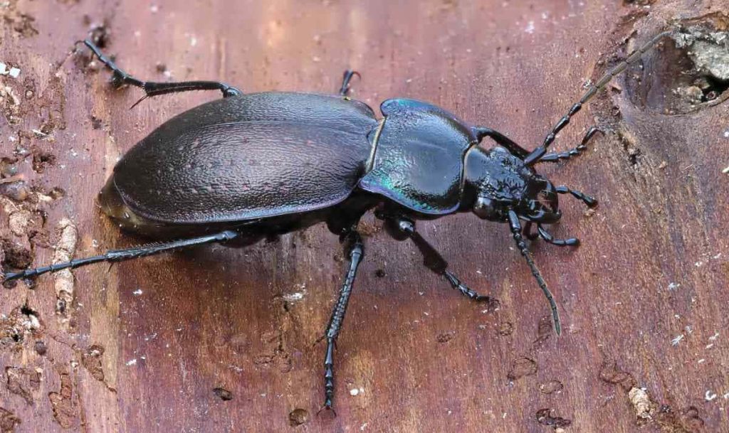 Macro close-up of shiny metallic ground beetle on weathered wooden surface detailed texture Wallpaper