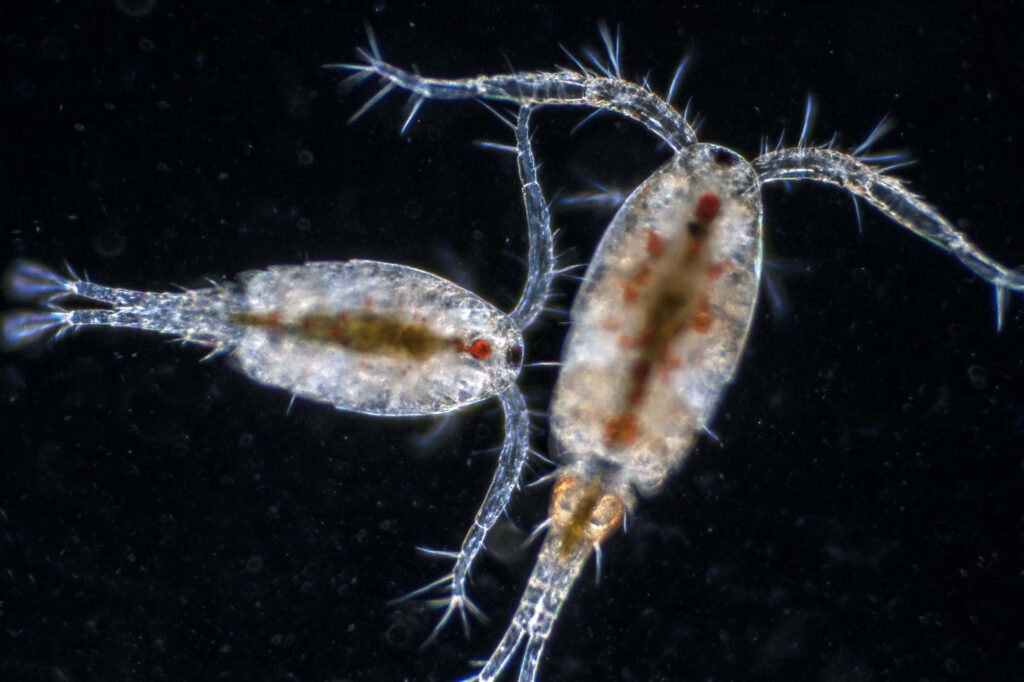 Microscopic close-up of translucent amphipods with hair-like appendages on dark background wallpaper