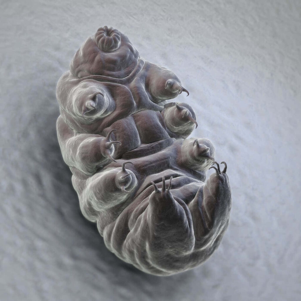 Stunning Microscopic Tardigrade Wallpaper: Resilient Water Bear Details