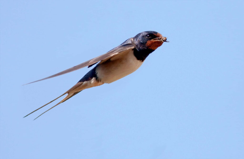 Barn Swallow in Flight: Agility & Speed Against Blue Sky Background Wallpaper