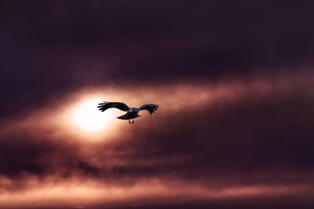 Raven in Flight Against Dramatic Sky: Mystery & Freedom Unleashed Wallpaper