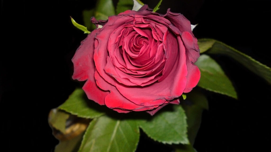 Close-up of velvety deep red rose with green leaves on black background romantic midnight beauty Wallpaper