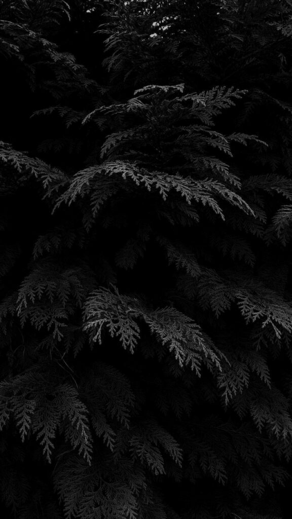 Nature's Dark Beauty: Captivating Black Aesthetic Phone Background Featuring Exquisite Plant Leaves Wallpaper
