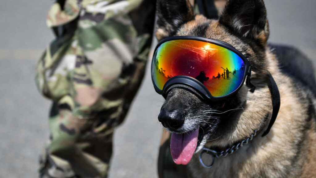 Military dog with reflective goggles alert beside handler in outdoor setting wallpaper background