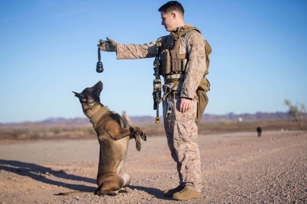 Military handler training a focused working dog in the field during obedience exercise wallpaper