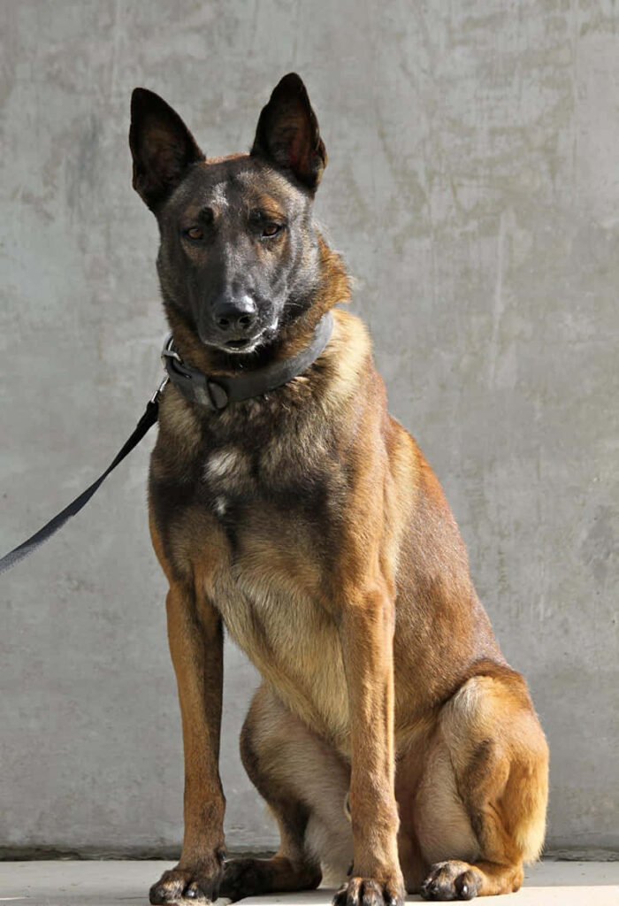 Alert military working dog sitting against concrete wall showing strength and intelligence wallpaper