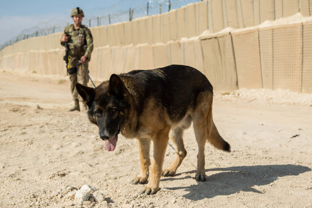 Military working dog alert on sandy path with soldier handler securing perimeter background Wallpaper