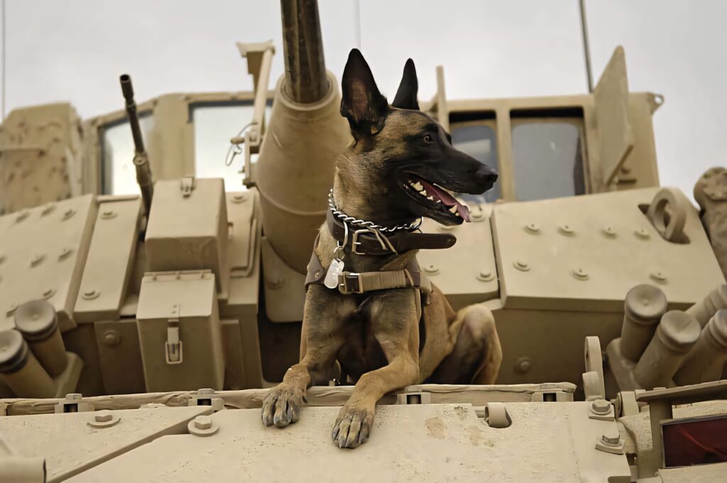 Military Dog on Tank Wallpaper: Loyalty and Bond in Action