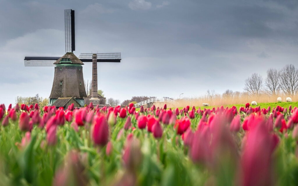 Blossoming Serenity: Stunning Spring Landscape with Tulip Fields and a Mill - HD Wallpaper Background