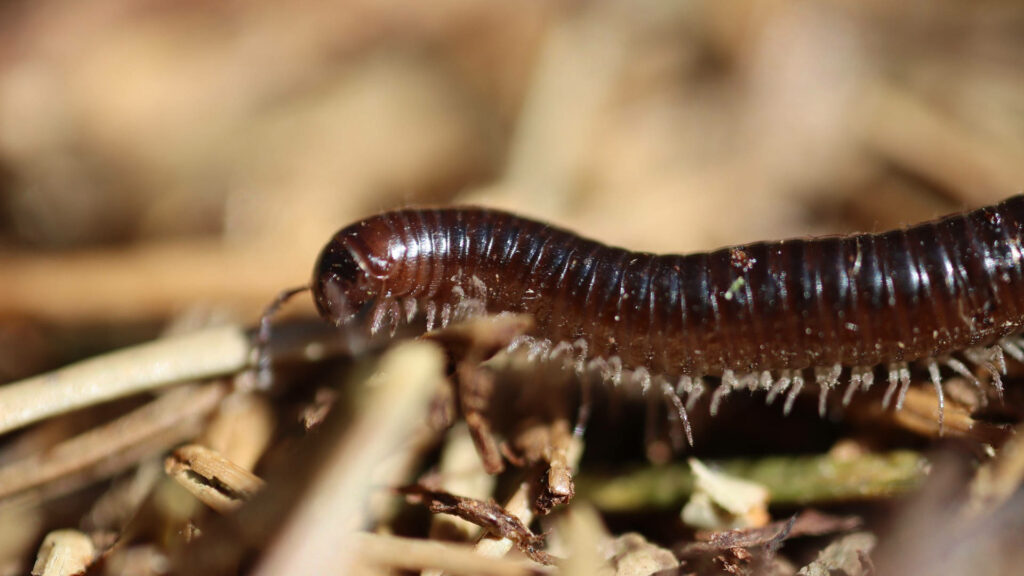 Close-Up Millipede in Desert: Intricate Segments & Sandy Textures Wallpaper