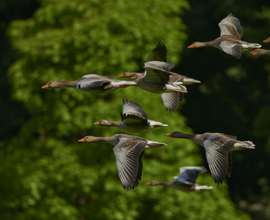 Miniature Flock of Geese in Mid-Flight Tilt-Shift Wallpaper