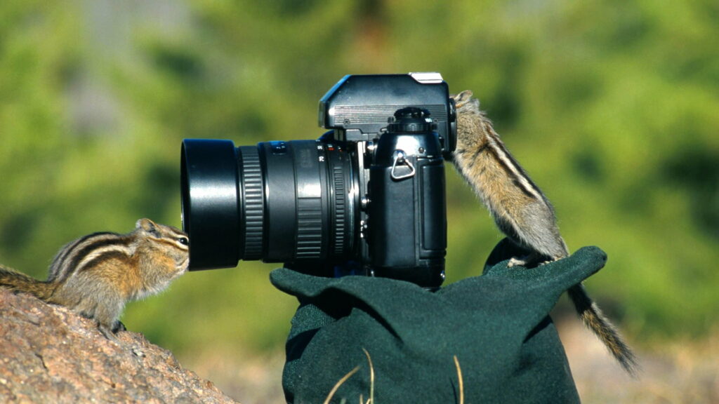 Tiny DSLR Cam Captures Adorable Squirrel Friends in HD Wallpaper