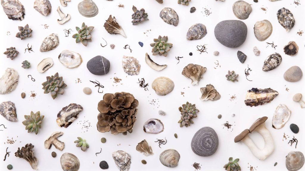 Minimalist 4K Mac wallpaper with sage succulents seashells pebbles and mushrooms on white
