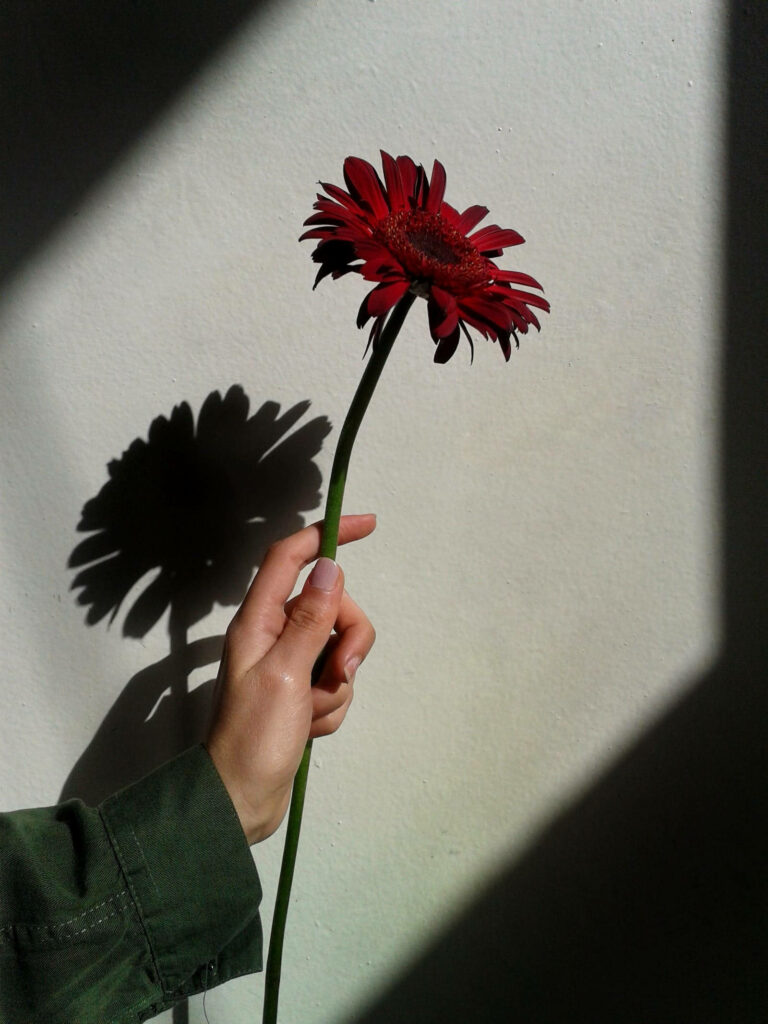 Minimalist Android Wallpaper: Single Red Daisy on Soft Neutral Background