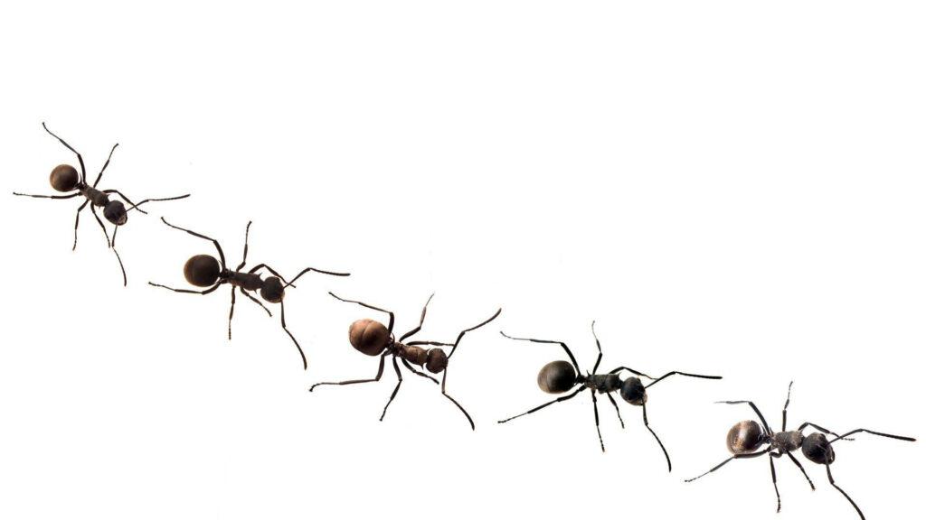 Realistic ants walking diagonally on clean white background minimalist nature wallpaper background