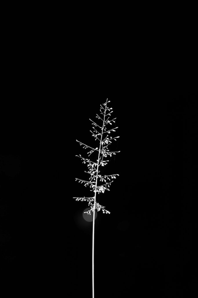 Elegant Minimalist Aspen Branch Wallpaper on Black Background