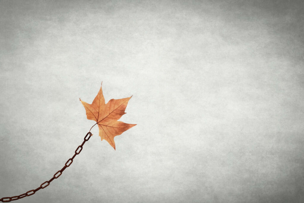 Minimalist Autumn Wallpaper: Dried Maple Leaf on Gray Background
