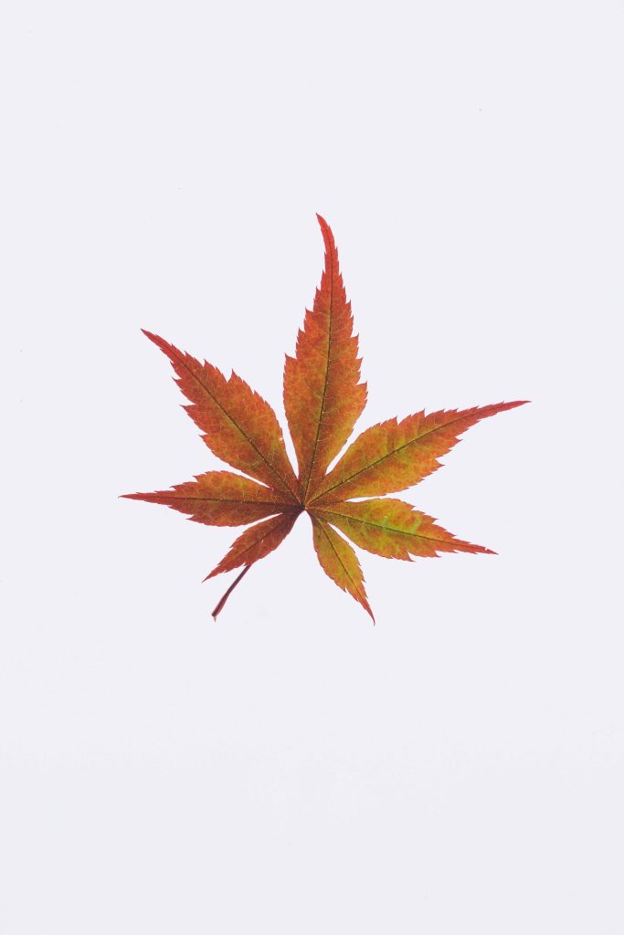 Minimalist autumn wallpaper with vibrant red Japanese maple leaf on clean white background