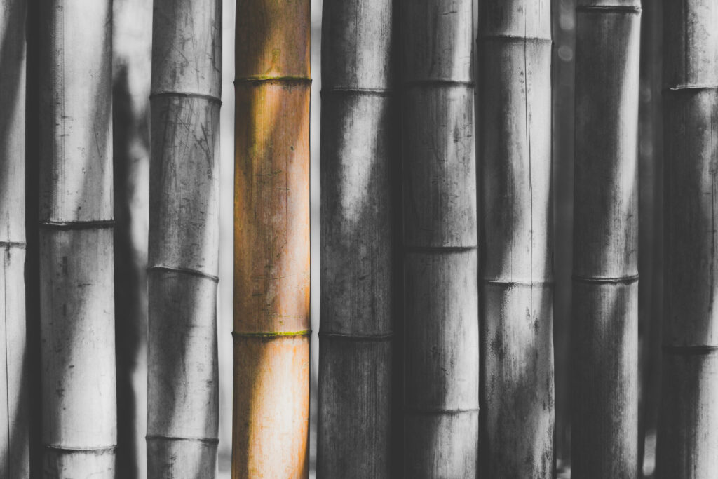 Grayscale bamboo wallpaper with one vibrant natural green bamboo stalk minimalist background