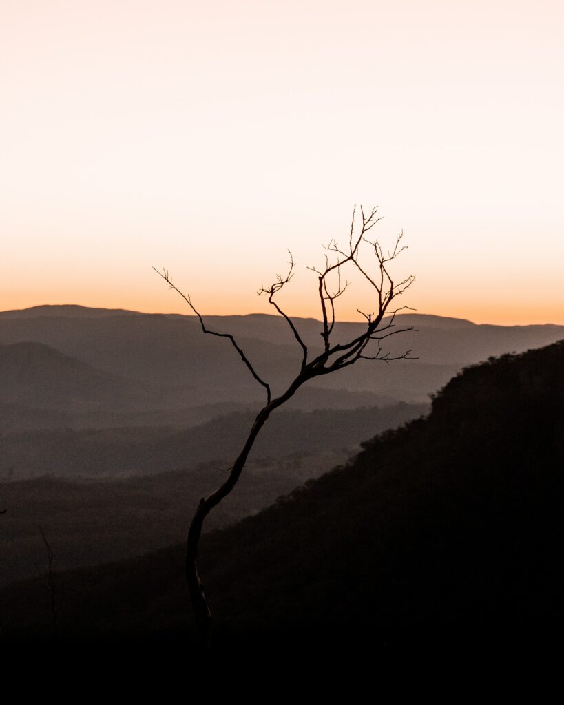 Minimalist wallpaper silhouette bare tree rolling hills sunset soft orange peach hues serene nature