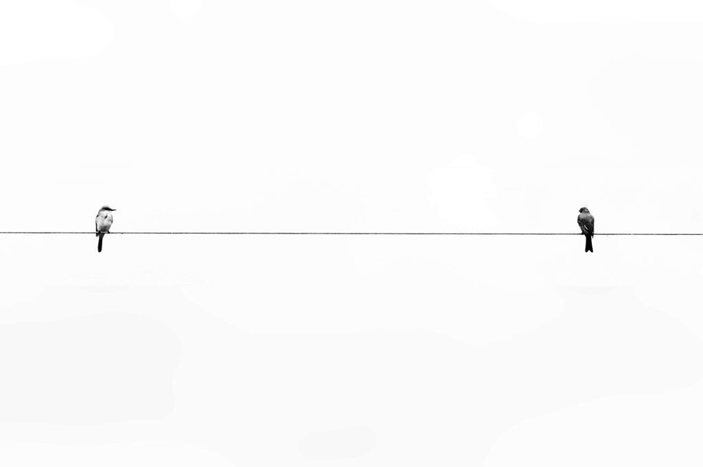Serene Minimalist Wallpaper: Two Birds on Wire, Stark White Background