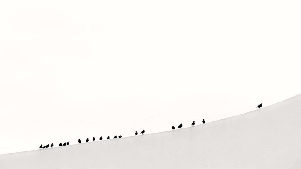 Minimalist Bird Wallpaper: Calm & Simple Monochrome Background