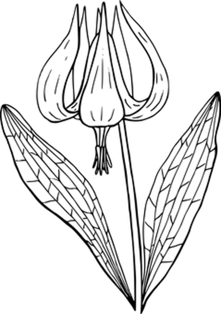 Versatile Black Background Wallpaper for Minimalist Design