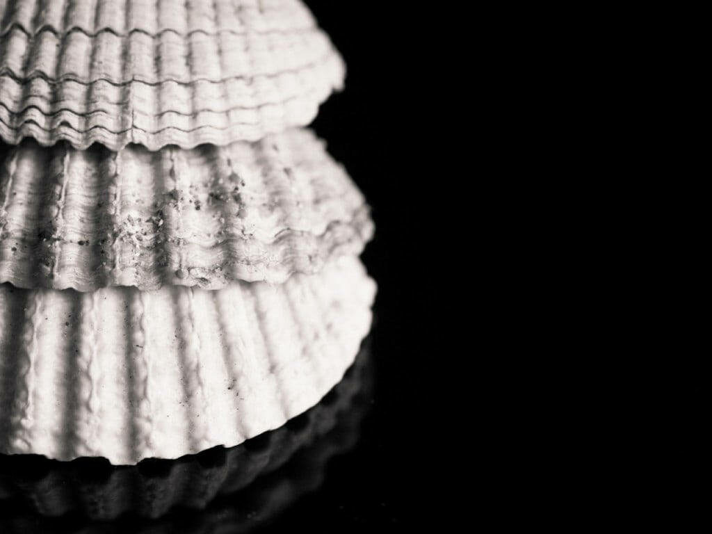 Textured Black & White Scallop Shell Wallpaper - Minimalist Aesthetic