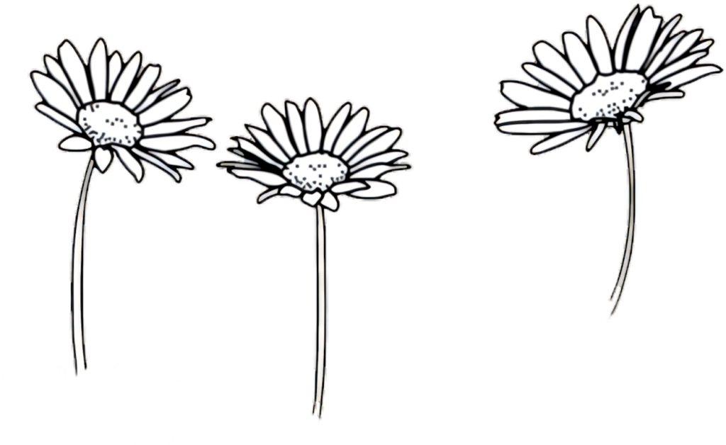 Minimalist Black and White Daisy Wallpaper - Transparent Design