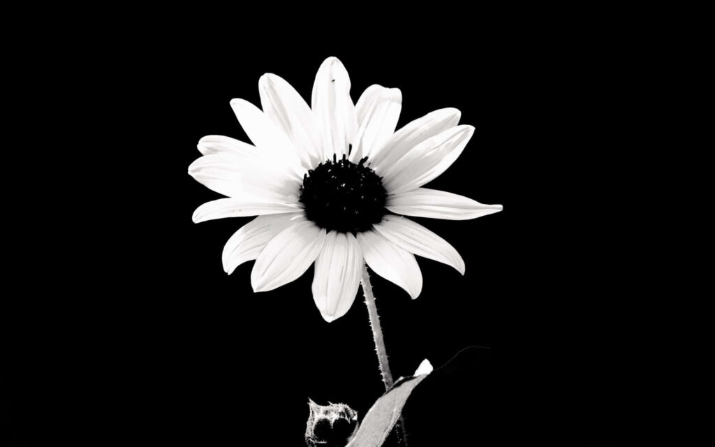 Elegant Black and White Flower Wallpaper - Minimalist Nature Design