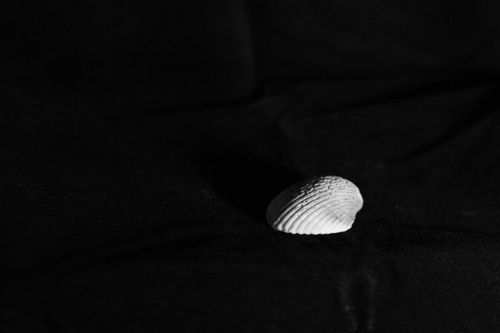 Minimalist Black & White Seashell Wallpaper: Bold Contrast Design