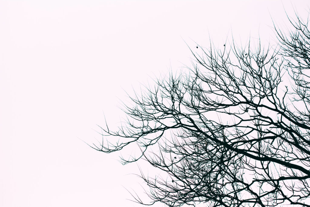 Minimalist Black & White Tree Branch Silhouettes Wallpaper Background