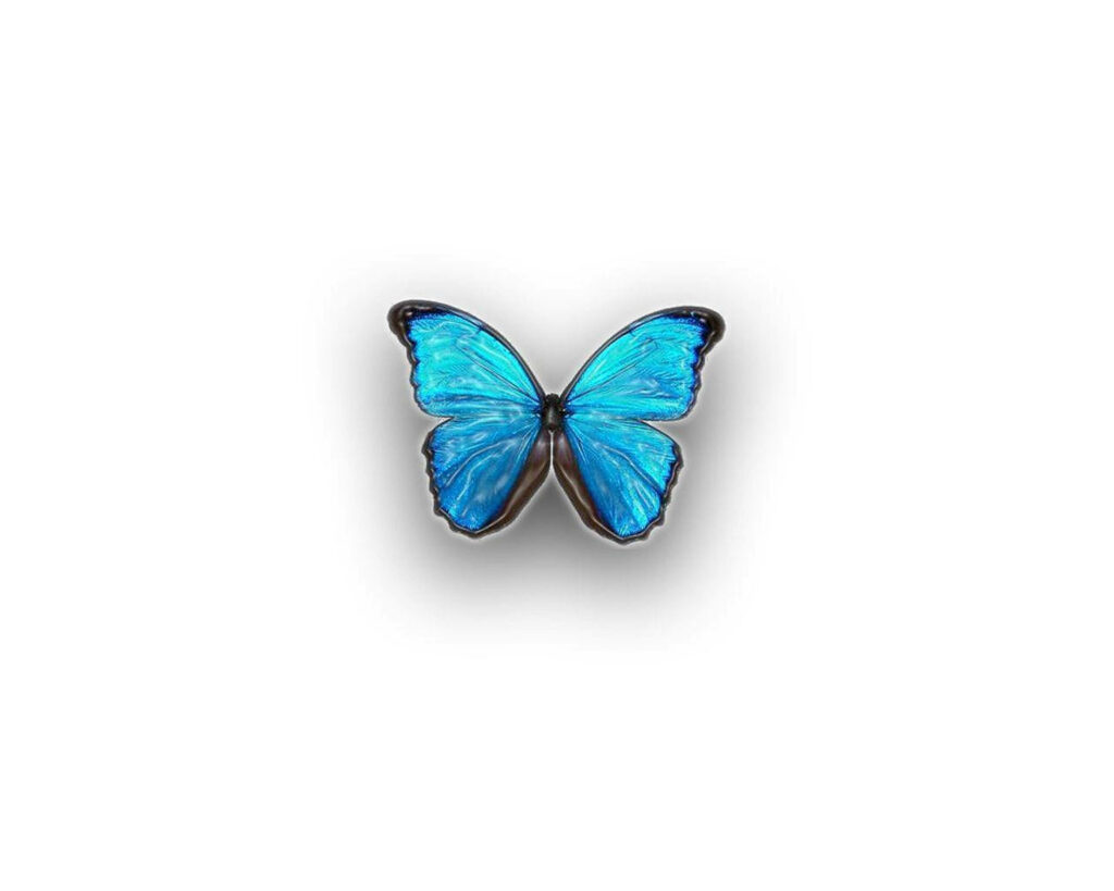 Elegant Blue Butterfly Wallpaper: Minimalist Aesthetic on White