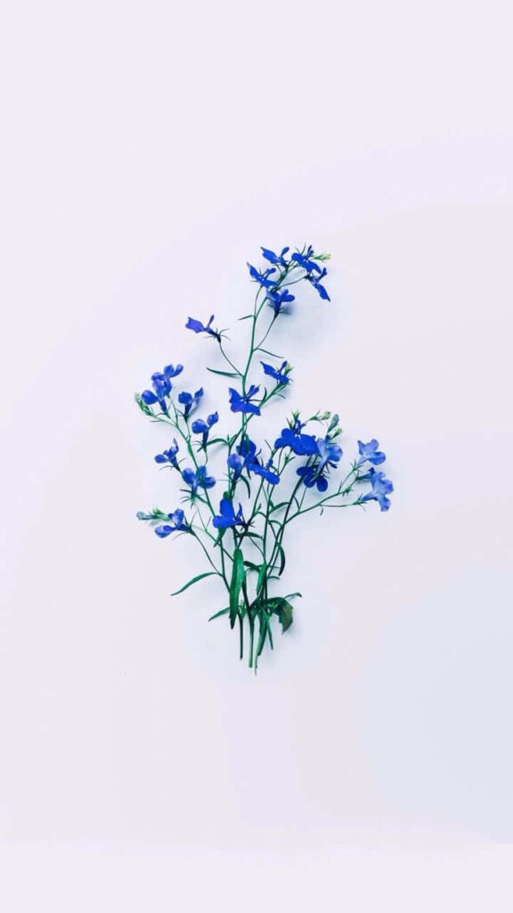 Serene Minimalist Wallpaper of Blue Bouquet on White Background