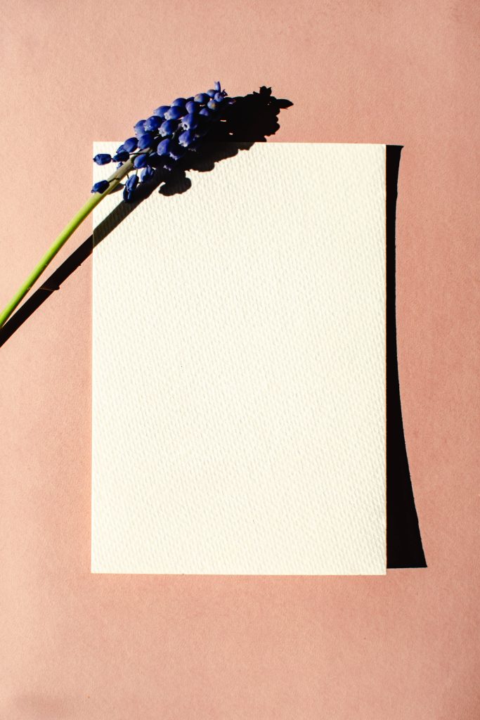 Minimalist blue Grape Hyacinth on textured white paper with soft dusty rose background shadows Wallpaper