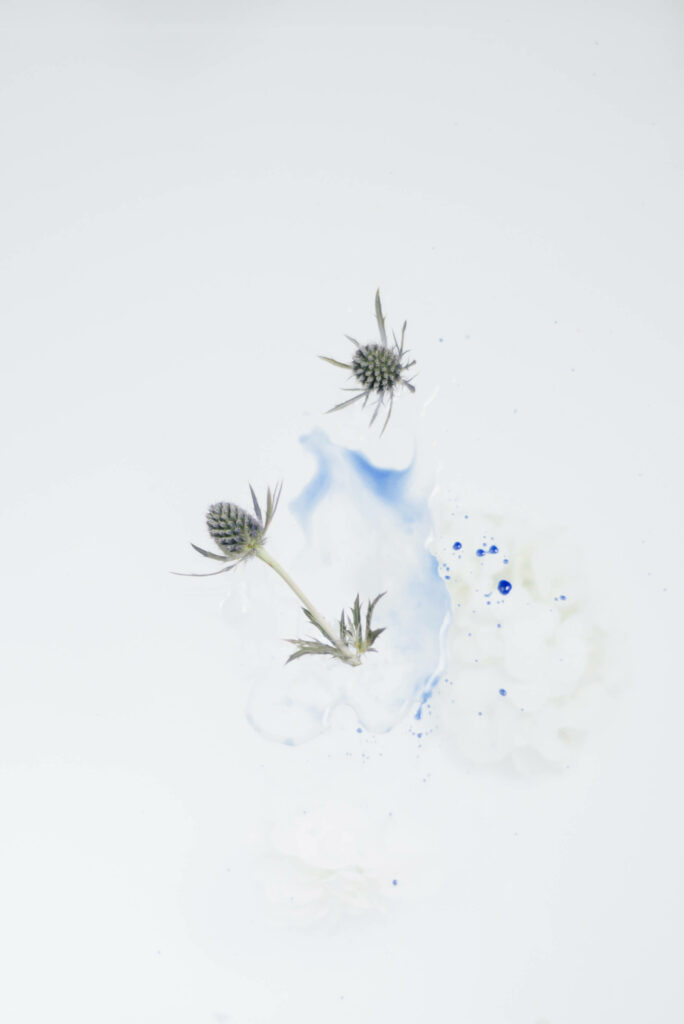 Minimalist Botanical Wallpaper: Delicate Plants on White Background