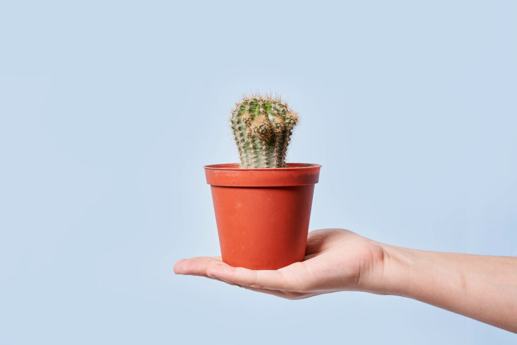 Minimalist Cactus Wallpaper: Simple Beauty on Soft Blue Background