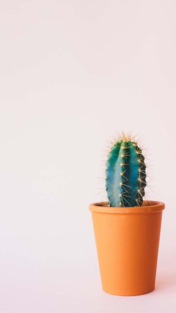 Minimalist cactus in terracotta pot on soft pastel background aesthetic wallpaper design