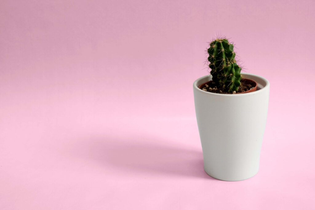 Minimalist Cactus Desktop Wallpaper on Soft Pink Background
