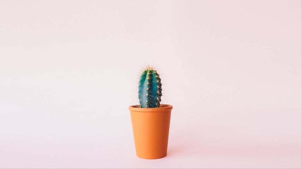 Minimalist green cactus in terracotta pot on pastel pink background modern workspace wallpaper