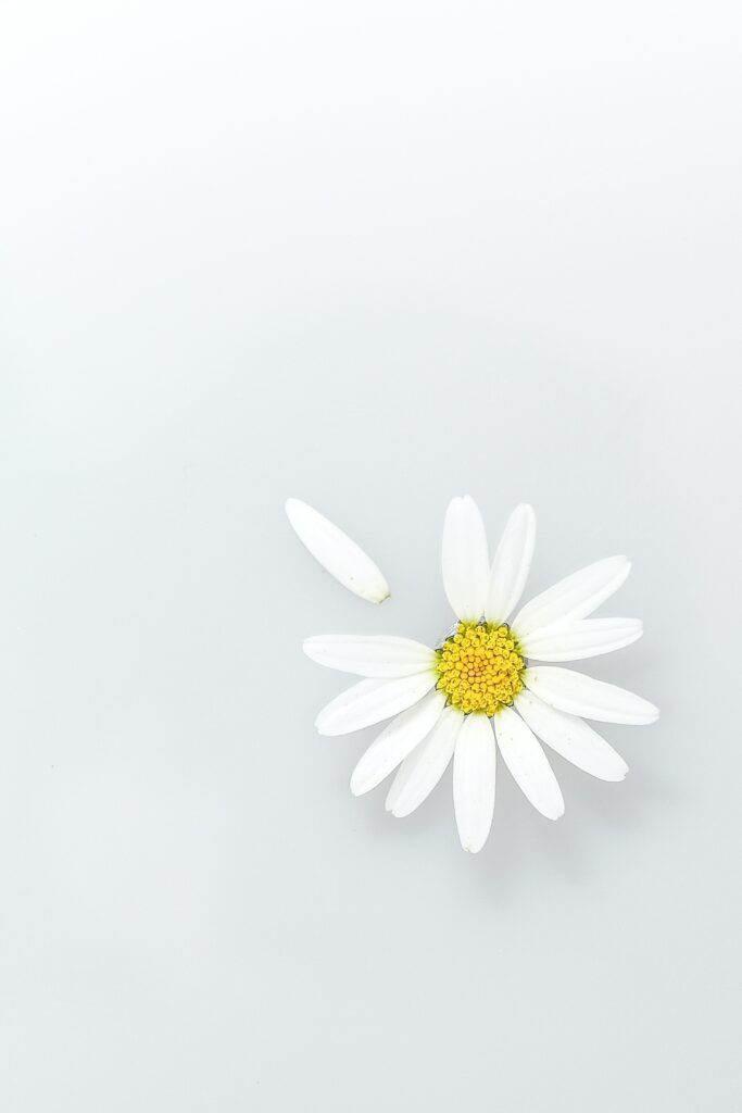 Minimalist Chamomile Wallpaper: Serene Floral Beauty Background