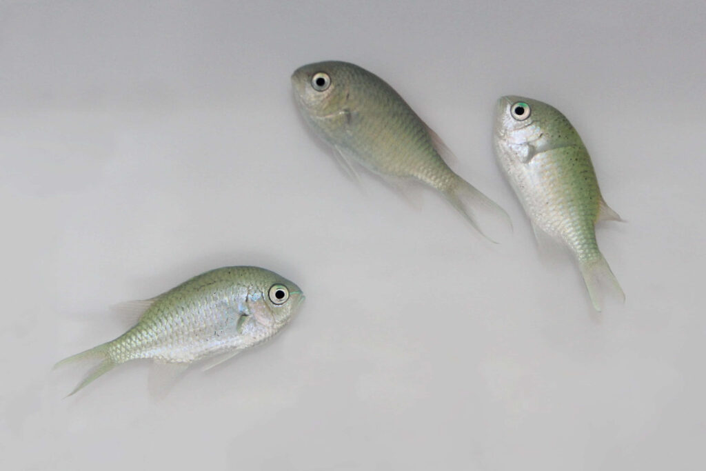 Three Chromis fish with silvery green scales swim gracefully on a minimalist white background wallpaper